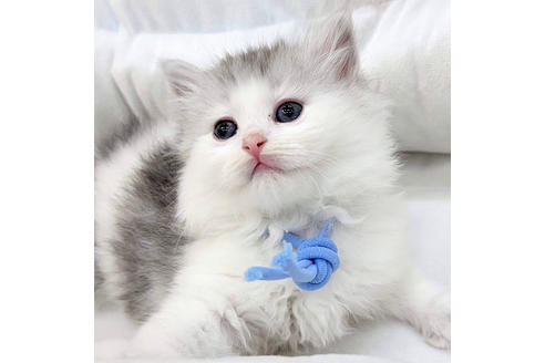 成約済の埼玉県のサイベリアン-19717の2枚目